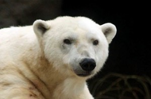 010814_polarbear_335