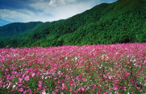 Wildflowers in the mountains near Robbinsville